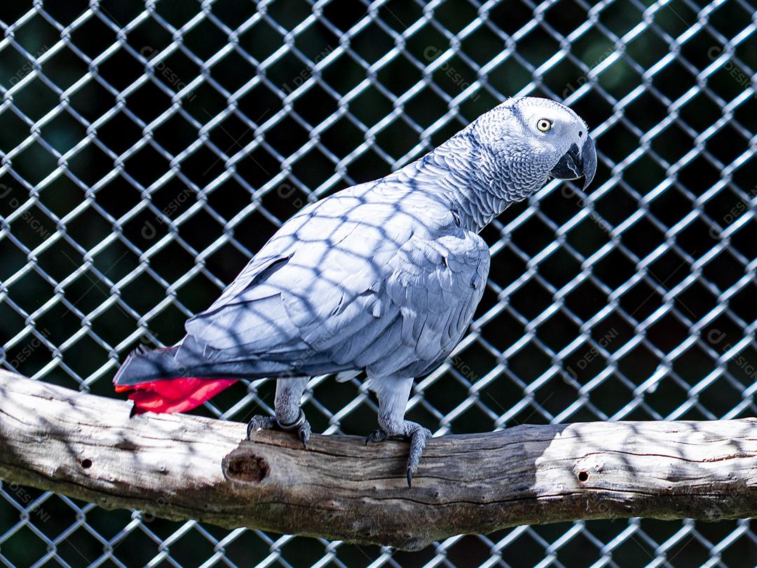 Fotos Casal de papagaios do Congo (Psittacus erithacus) no aviário em um local de reprodução de aves