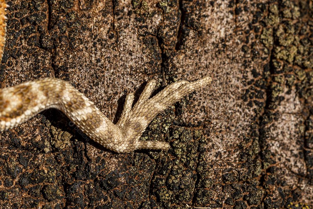 Feche em pogona tomando banho de sol, lindo animal Imagem JPG