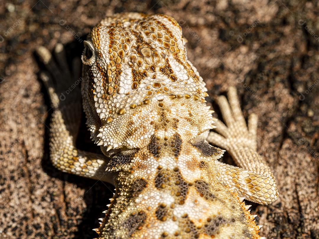 Feche em pogona tomando banho de sol, lindo animal Imagem JPG