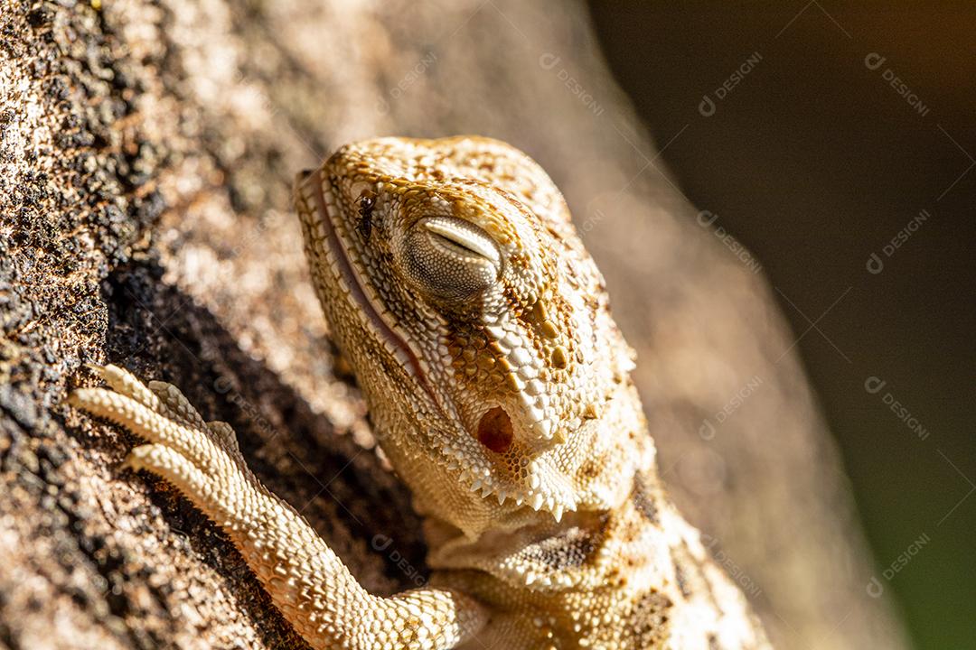 Feche em pogona tomando banho de sol, lindo animal Imagem JPG