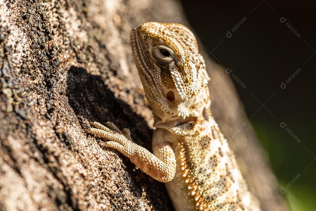 Feche em pogona tomando banho de sol, lindo animal Imagem JPG