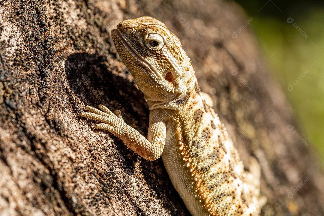 Feche em pogona tomando banho de sol, lindo animal Imagem JPG