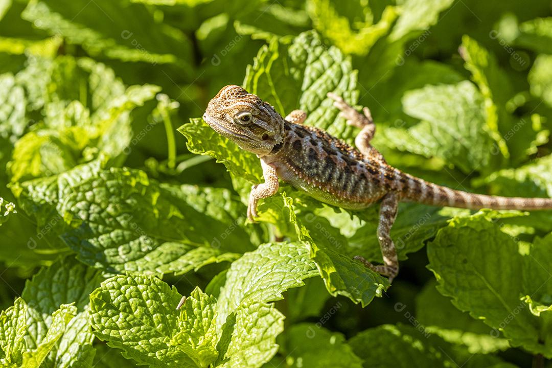 Feche em pogona tomando banho de sol, lindo animal Imagem JPG