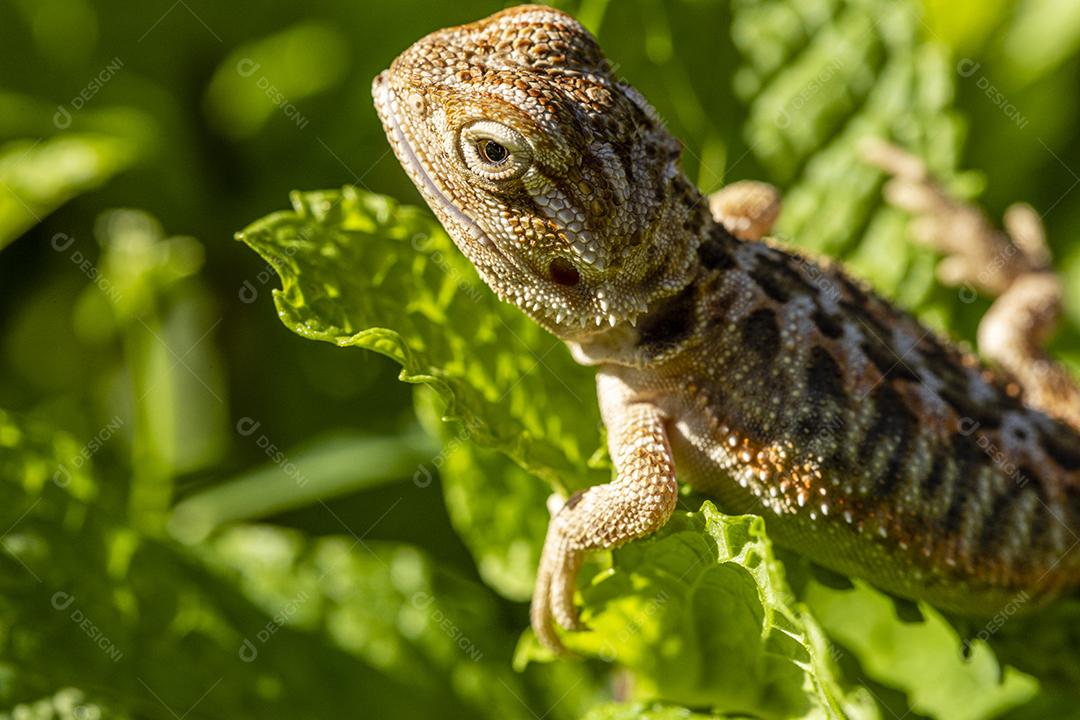 Feche em pogona tomando banho de sol, lindo animal Imagem JPG