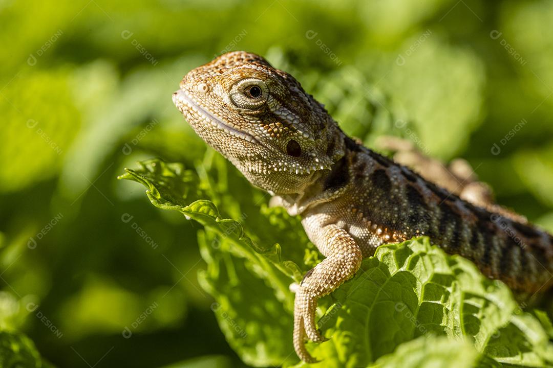 Feche em pogona tomando banho de sol, lindo animal Imagem JPG
