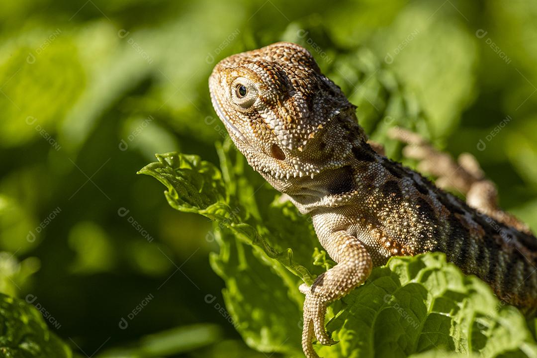 Feche em pogona tomando banho de sol, lindo animal Imagem JPG