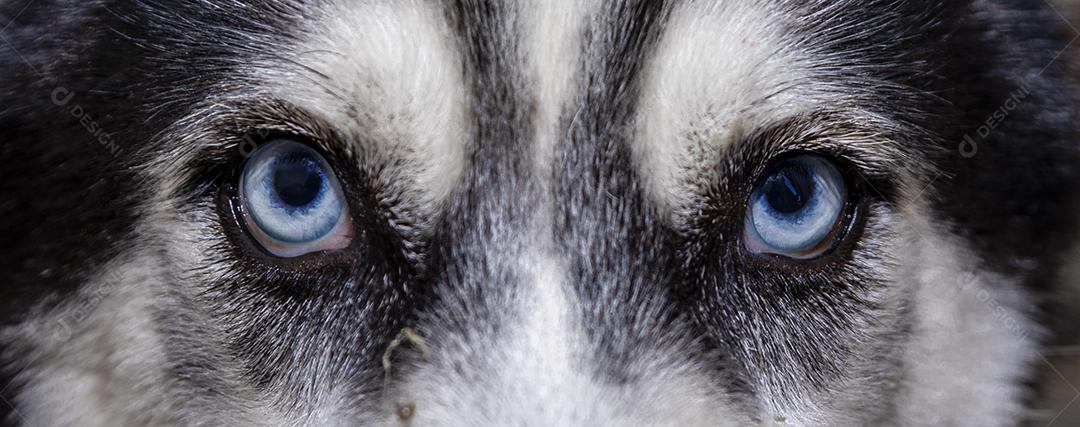 Husky siberiano Closeup de olhos azuis de cachorro Imagem JPG