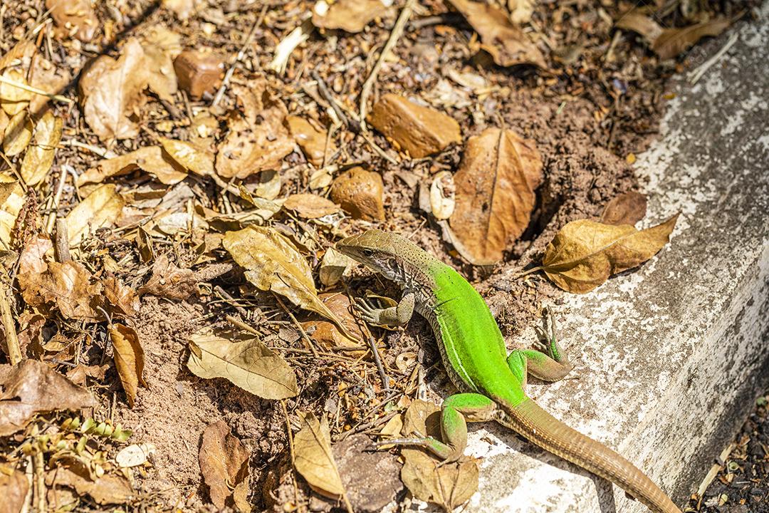 Lagarto verde (Ameiva ameiva) tomando sol Imagem JPG