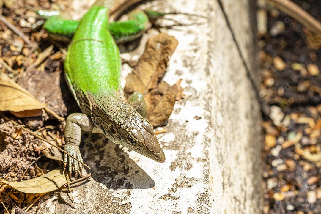 Lagarto verde (Ameiva ameiva) tomando sol Imagem JPG