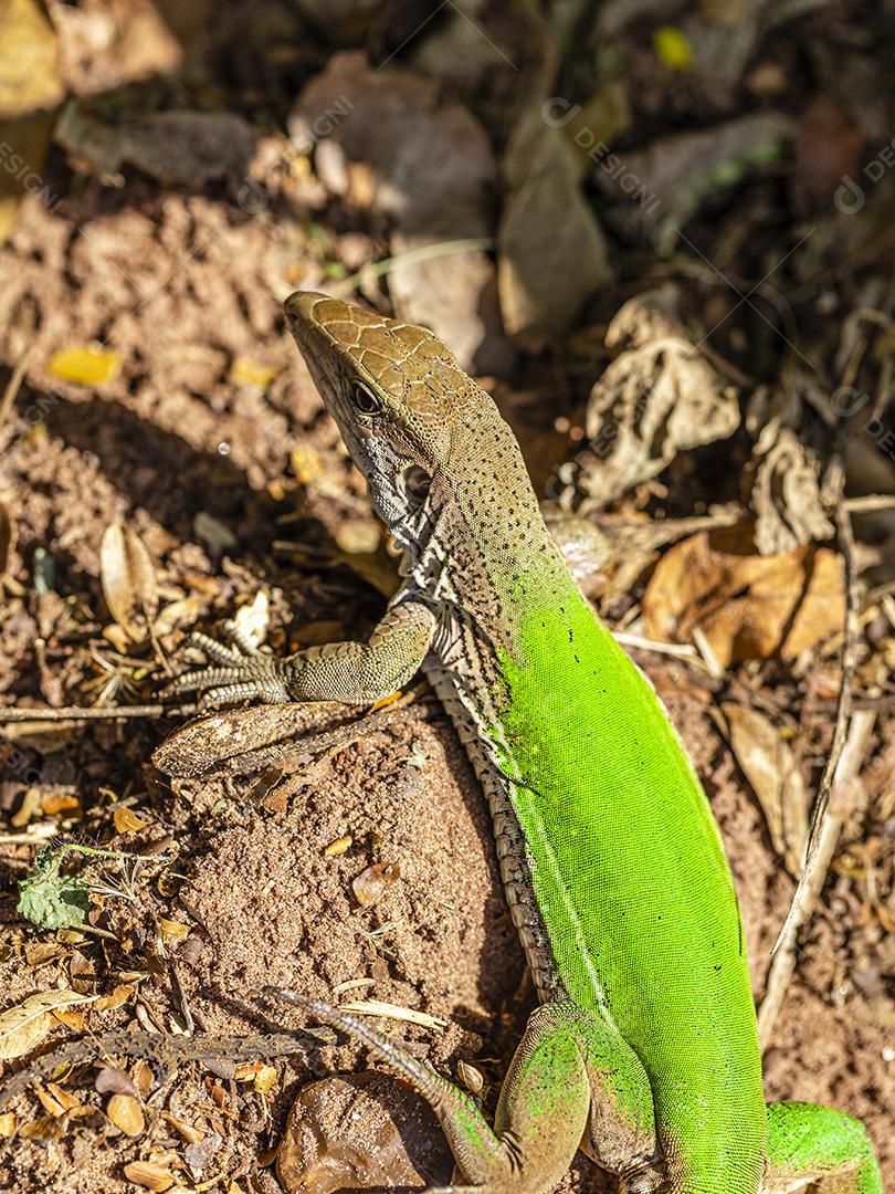 Lagarto verde (Ameiva ameiva) tomando sol Imagem JPG