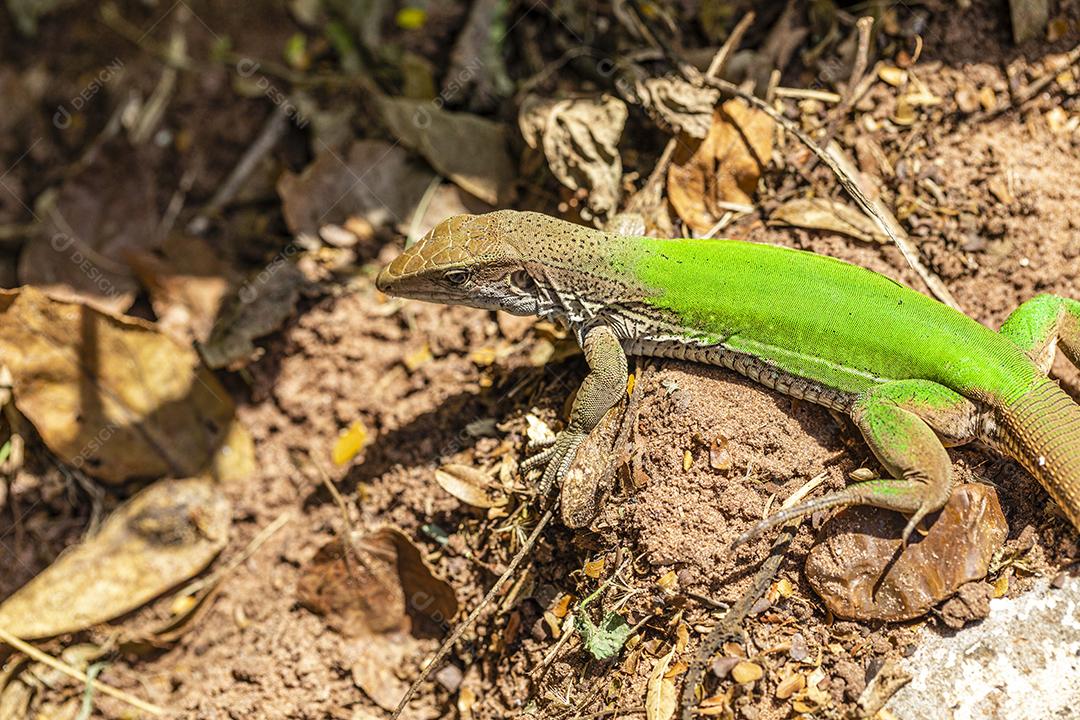 Lagarto verde (Ameiva ameiva) tomando sol Imagem JPG