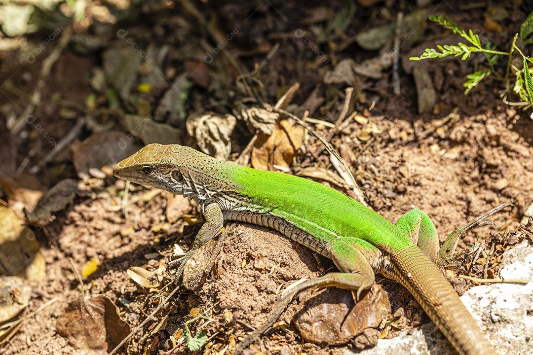 Lagarto verde (Ameiva ameiva) tomando sol Imagem JPG