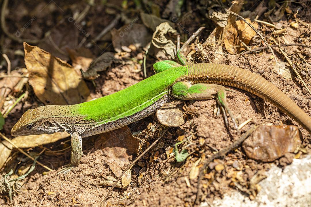 Lagarto verde (Ameiva ameiva) tomando sol Imagem JPG