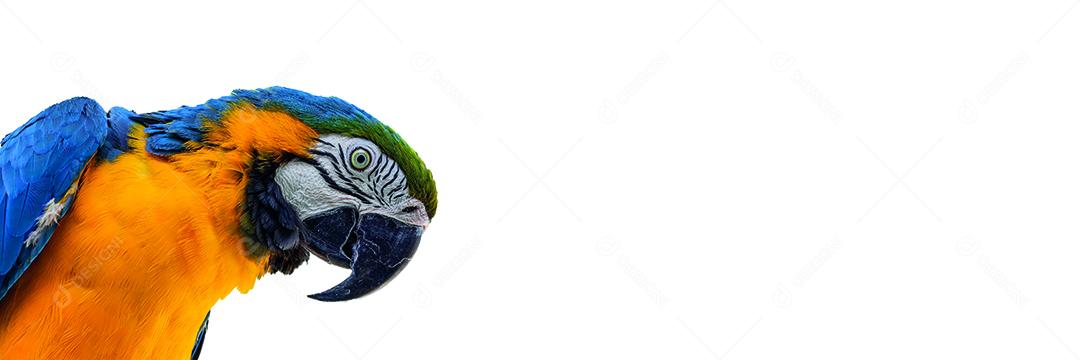 Linda arara amarelo-azul, arara canindé em fundo branco Imagem JPG