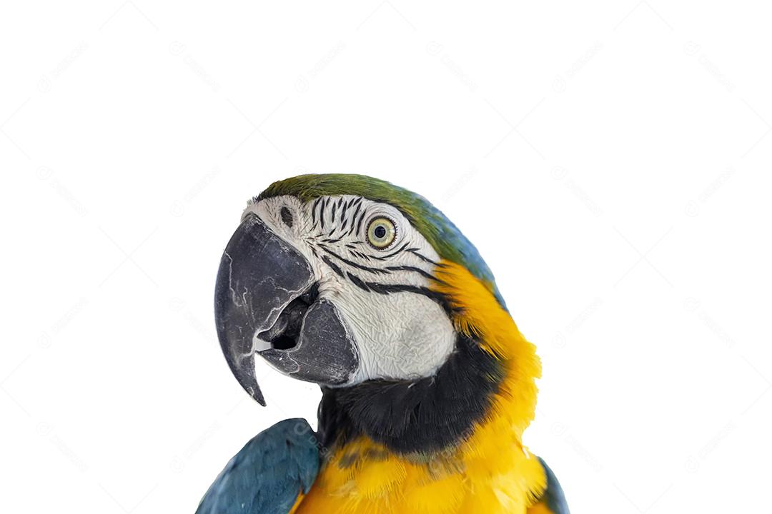 Linda arara amarelo-azul, arara canindé em fundo branco Imagem JPG
