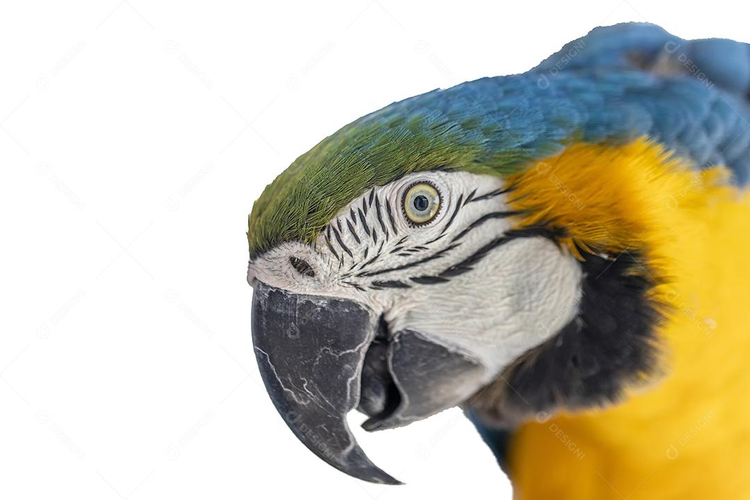 Linda arara amarelo-azul, arara canindé em fundo branco Imagem JPG