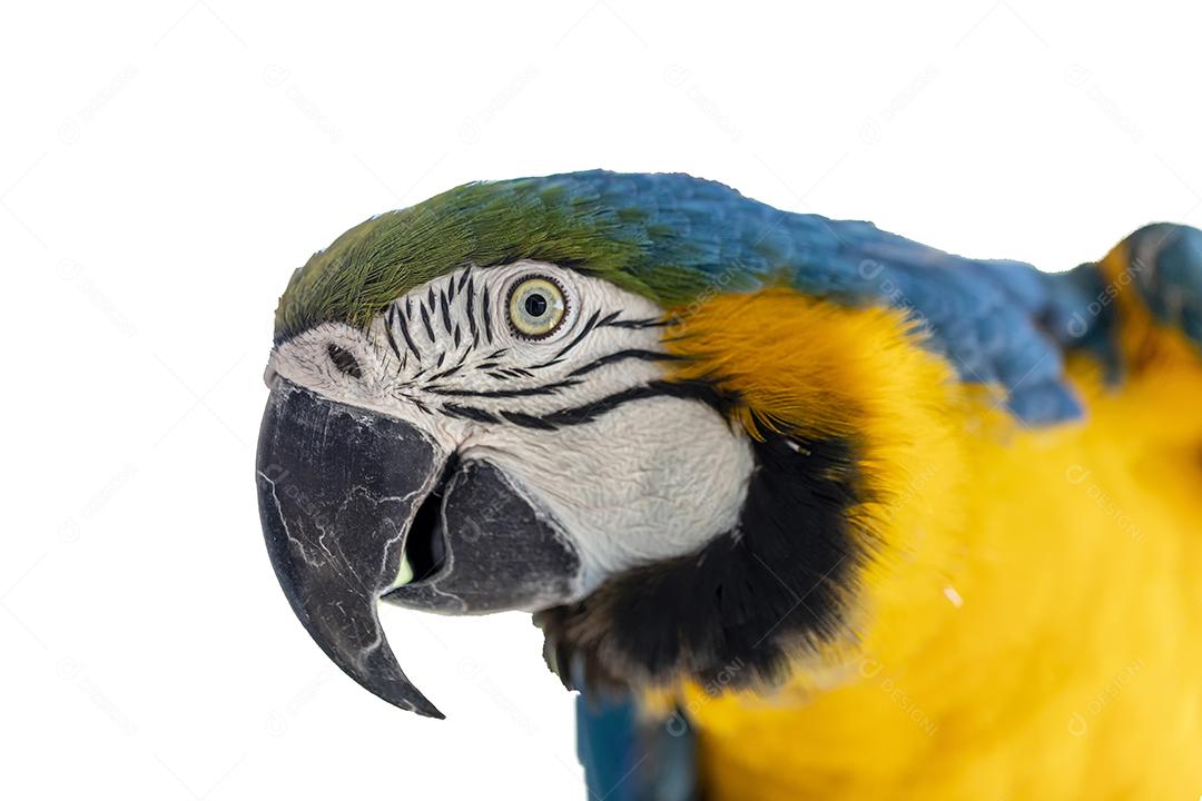 Linda arara amarelo-azul, arara canindé em fundo branco Imagem JPG
