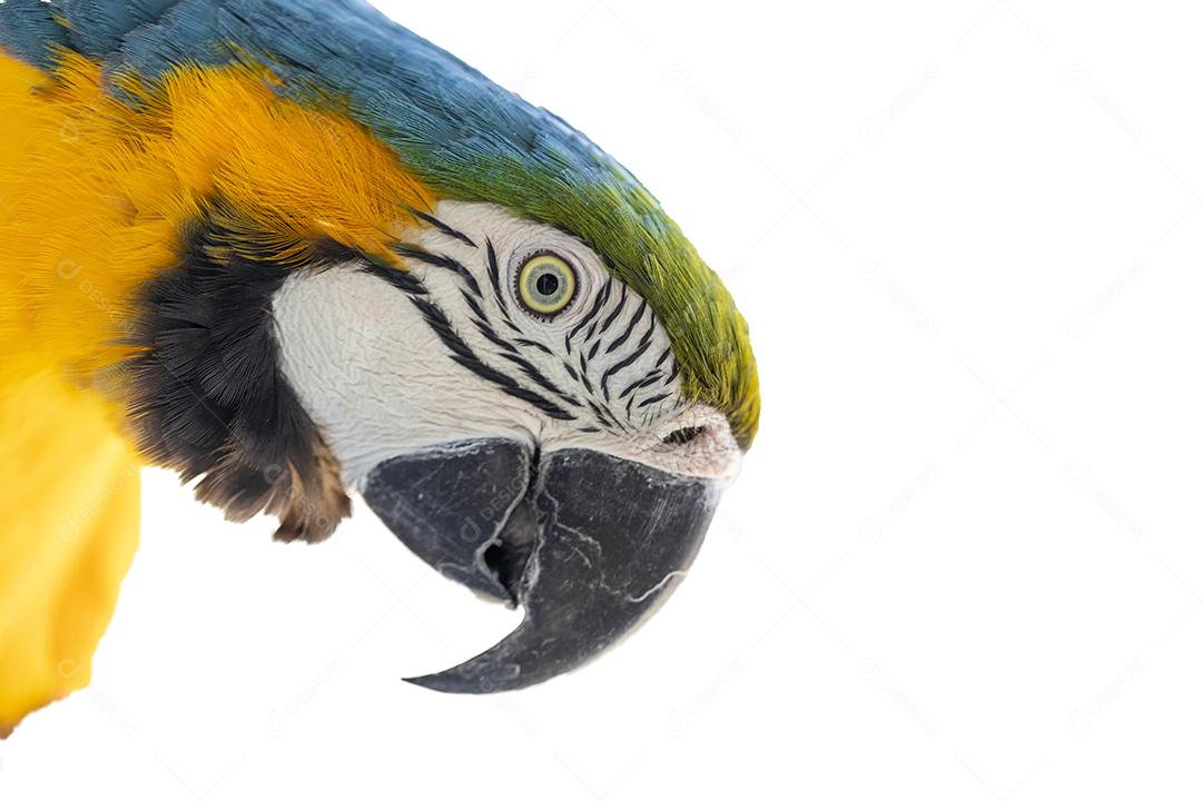 Linda arara amarelo-azul, arara canindé em fundo branco Imagem JPG