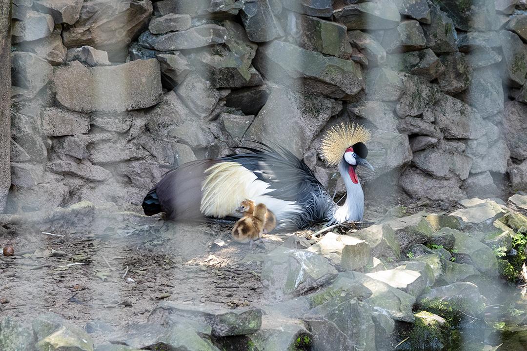 Mama Balearica pavonina e seus lindos filhos imagem JPG