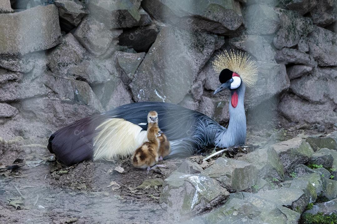 Mama Balearica pavonina e seus lindos filhos imagem JPG