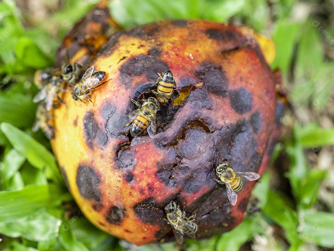 Foto macro de abelha comendo manga Imagem JPG