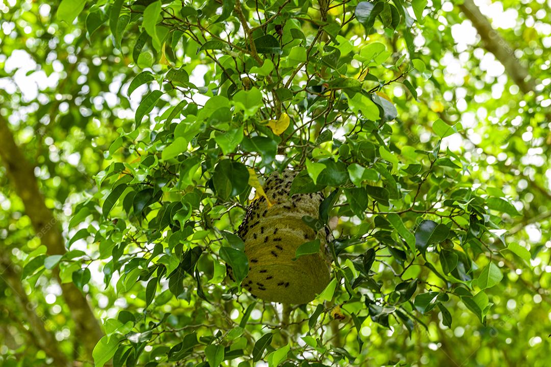 Ninho de abelha no meio das folhas no galho de uma árvore imagem JPG