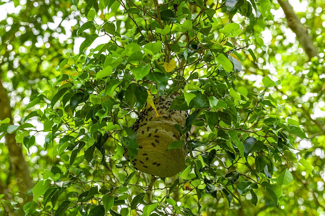 Ninho de abelha no meio das folhas no galho de uma árvore imagem JPG