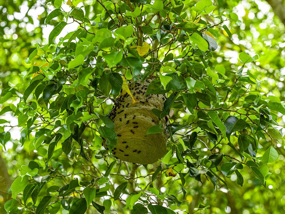 Ninho de abelha no meio das folhas no galho de uma árvore imagem JPG