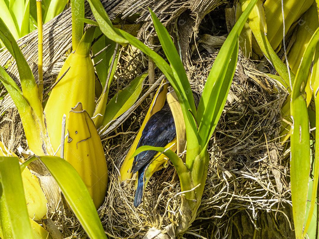 Passaros aves fim fim em uma arvore galho folhas Imagem JPG