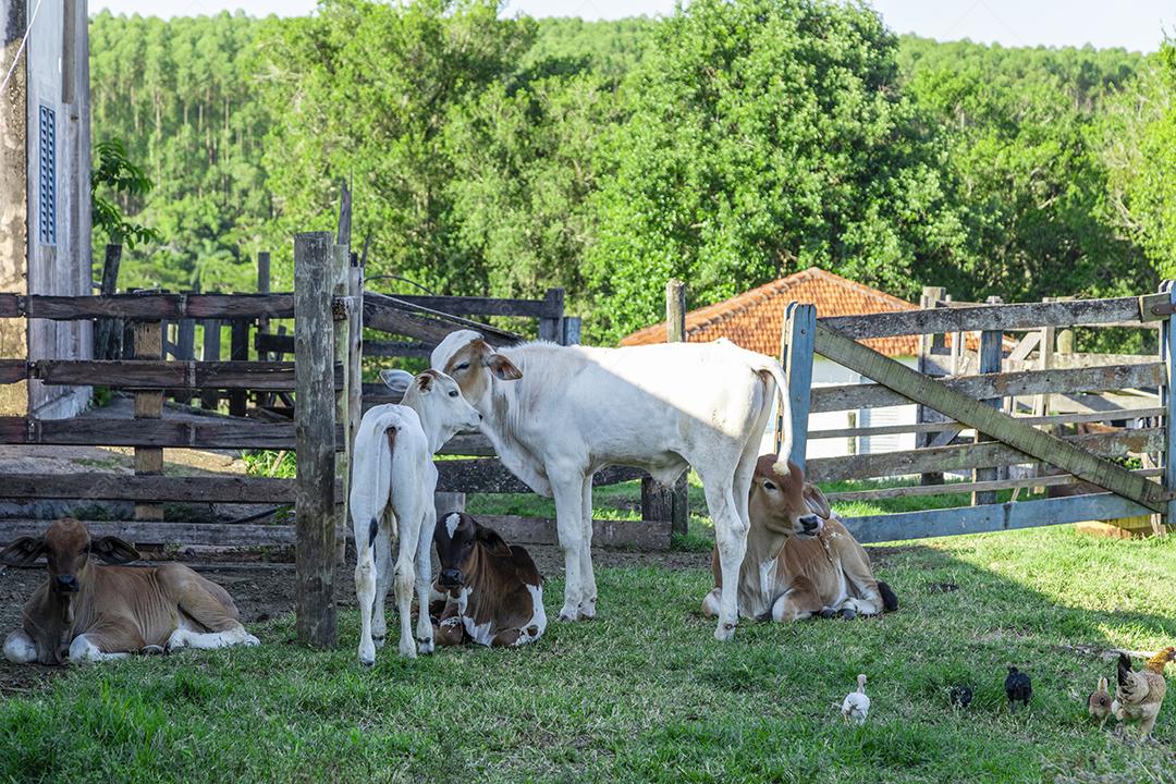 Gado Nelore (Bos taurus indicus) preso no curral da fazenda imagem JPG