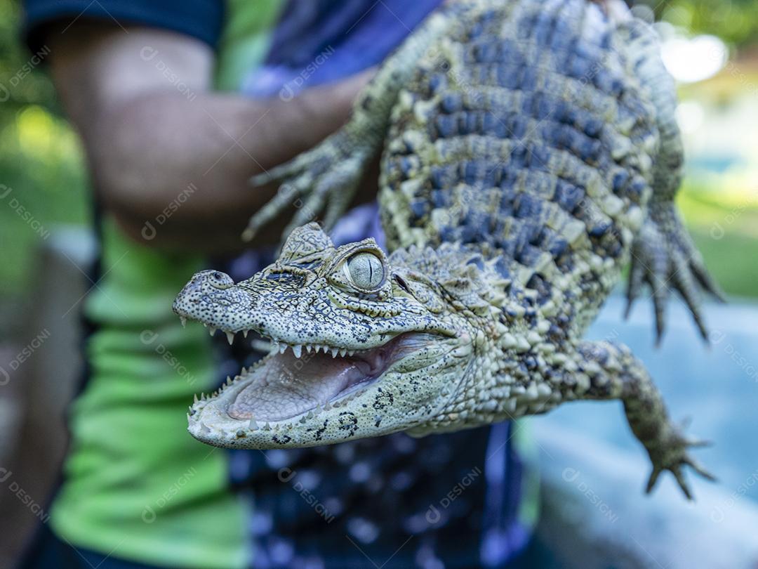 Feche o jacaré amarelo (Caiman latirostris) Imagem JPG