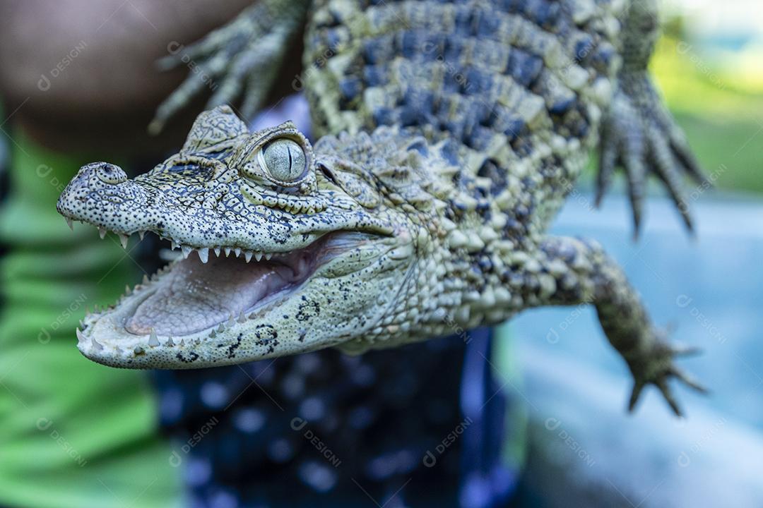 Feche o jacaré amarelo (Caiman latirostris) Imagem JPG