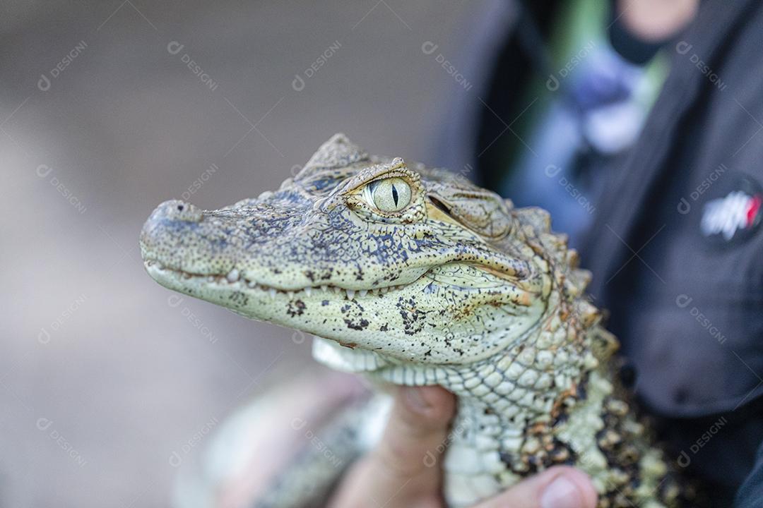 Feche o jacaré amarelo (Caiman latirostris) Imagem JPG