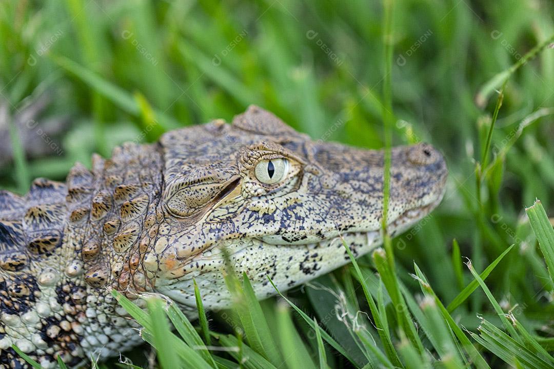 Feche o jacaré amarelo (Caiman latirostris) Imagem JPG