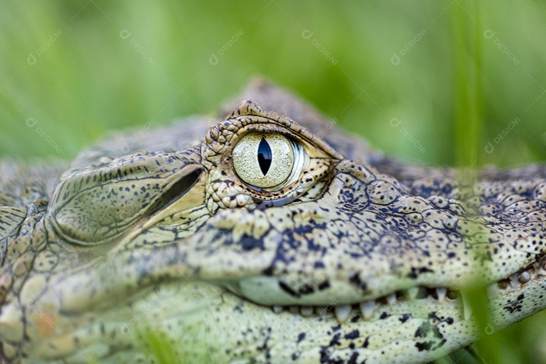 Fotos jacaré, animal, Animais, aquático, armaduras, Brasil, brasileiro, Jacaré, Caiman
