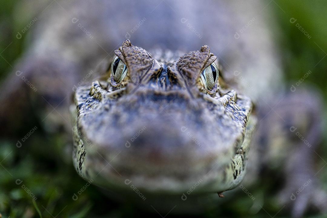 Fotos jacaré, animal, Animais, aquático, armaduras, Brasil, brasileiro, Jacaré, Caiman