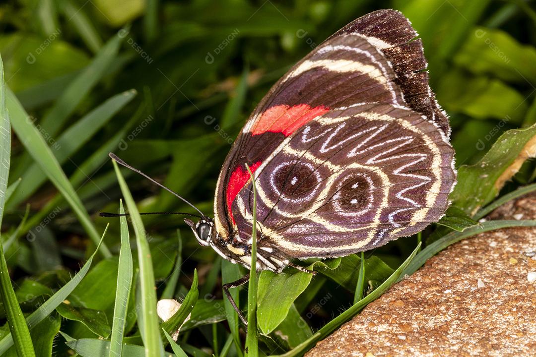 Inseto callicore borboleta folha ao fundo Imagem JPG