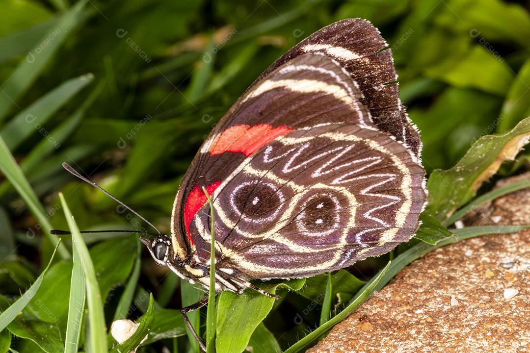 Inseto callicore borboleta folha ao fundo Imagem JPG