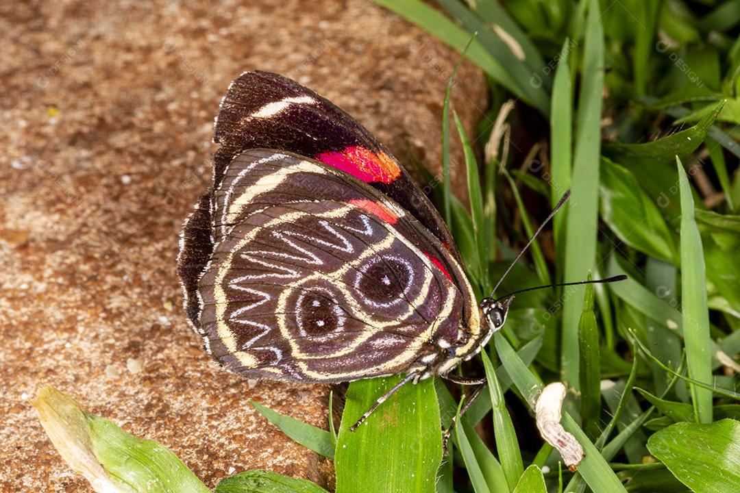 Inseto callicore borboleta folha ao fundo Imagem JPG