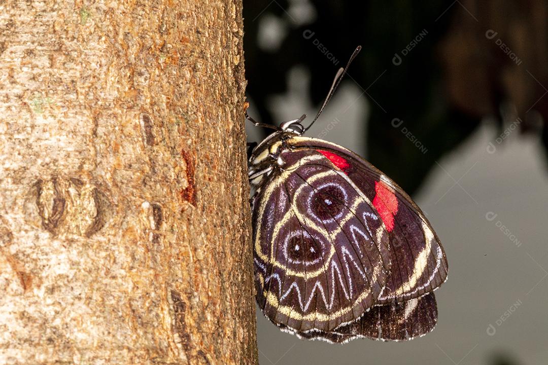 Inseto callicore borboleta folha ao fundo Imagem JPG