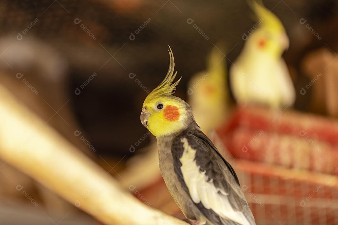 Fotos A calopsita (Nymphicus hollandicus), também conhecida pássaro weiro, ou quarrion