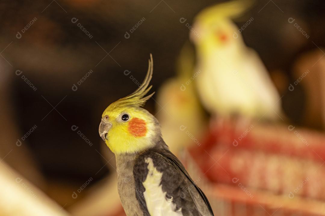 Fotos A calopsita (Nymphicus hollandicus), também conhecida pássaro weiro, ou quarrion