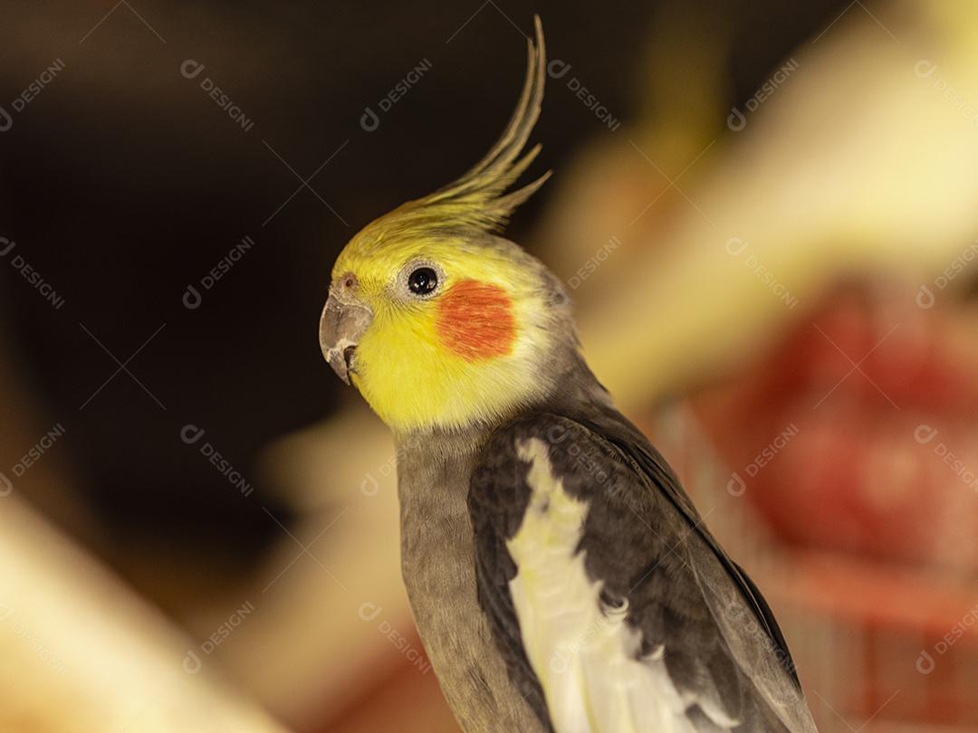 Fotos A calopsita (Nymphicus hollandicus), também conhecida pássaro weiro, ou quarrion