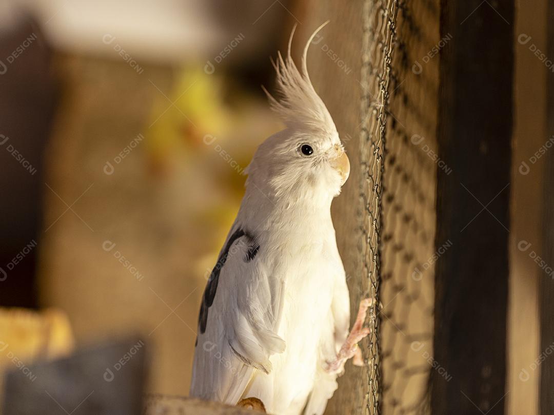 Pictures The cockatiel (Nymphicus hollandicus), also known as the weiro bird, or quarrion