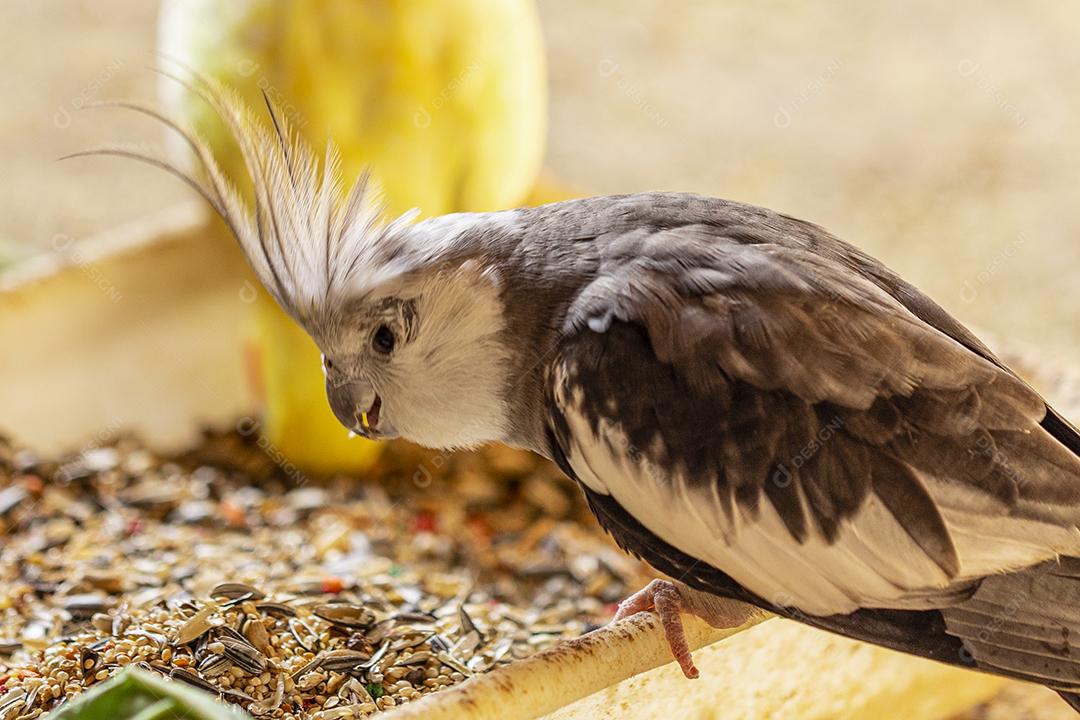 Fotos A calopsita (Nymphicus hollandicus), também conhecida pássaro weiro, ou quarrion