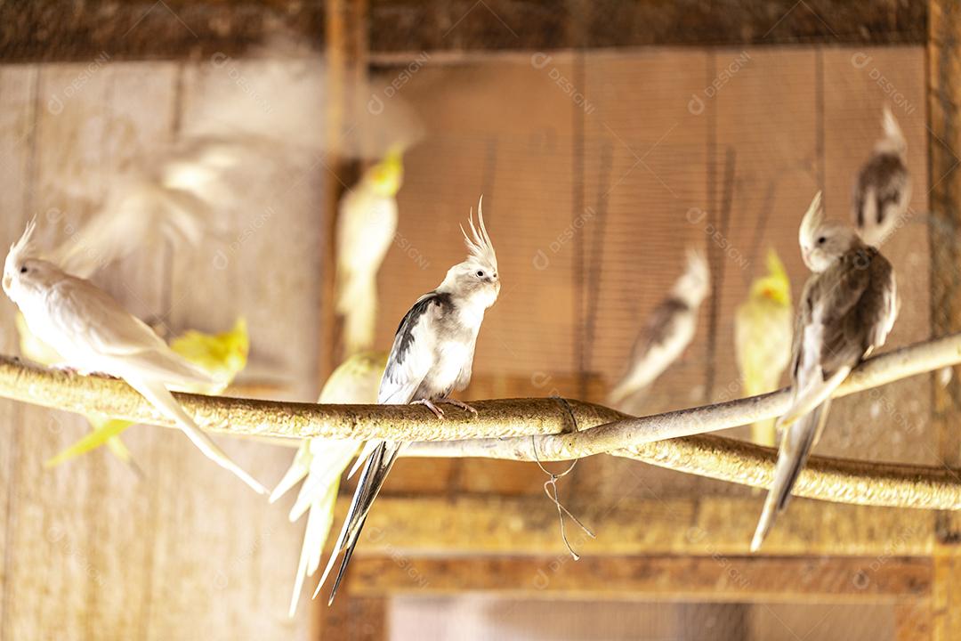 Fotos A calopsita (Nymphicus hollandicus), também conhecida pássaro weiro, ou quarrion
