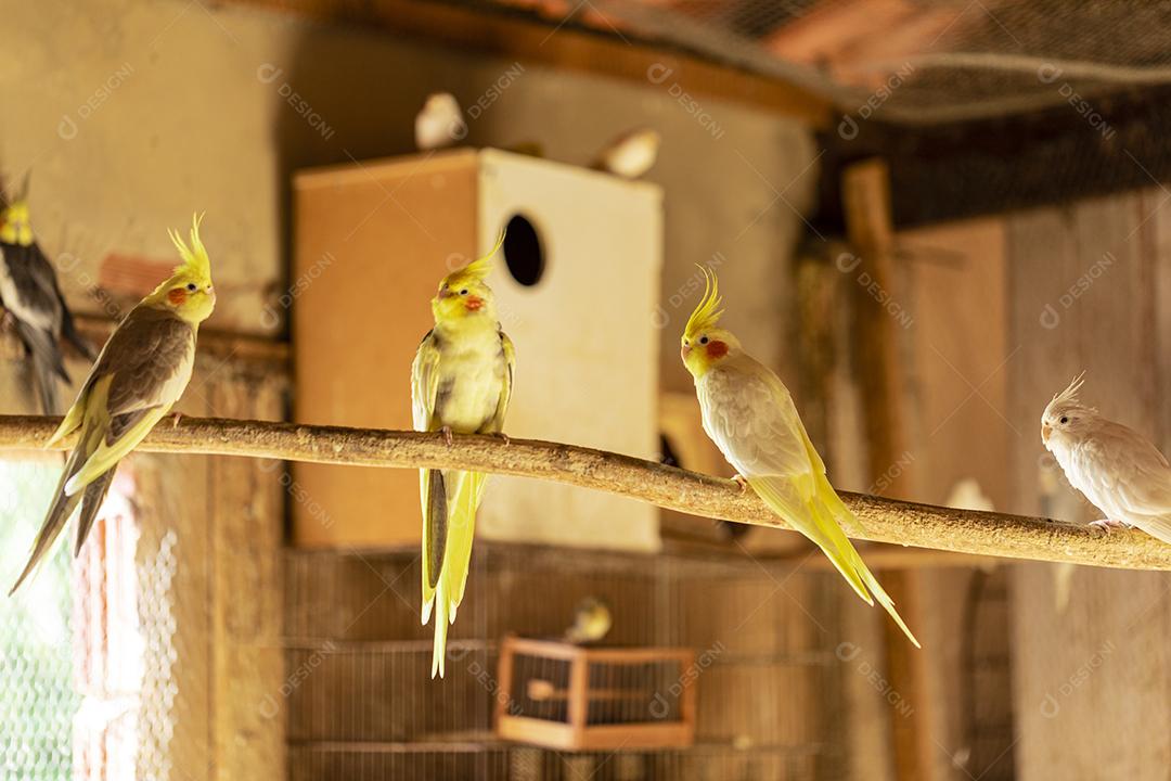 Fotos A calopsita (Nymphicus hollandicus), também conhecida pássaro weiro, ou quarrion