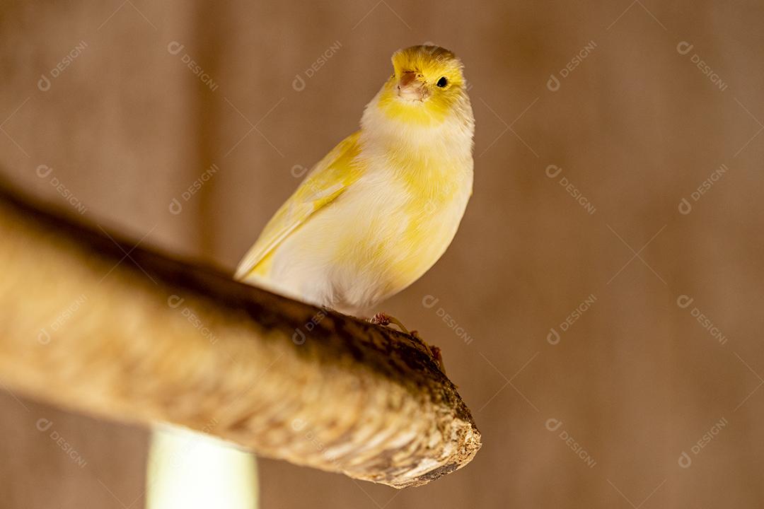 Fotos A calopsita (Nymphicus hollandicus), também conhecida pássaro weiro, ou quarrion