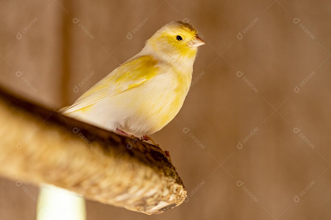 Fotos A calopsita (Nymphicus hollandicus), também conhecida pássaro weiro, ou quarrion