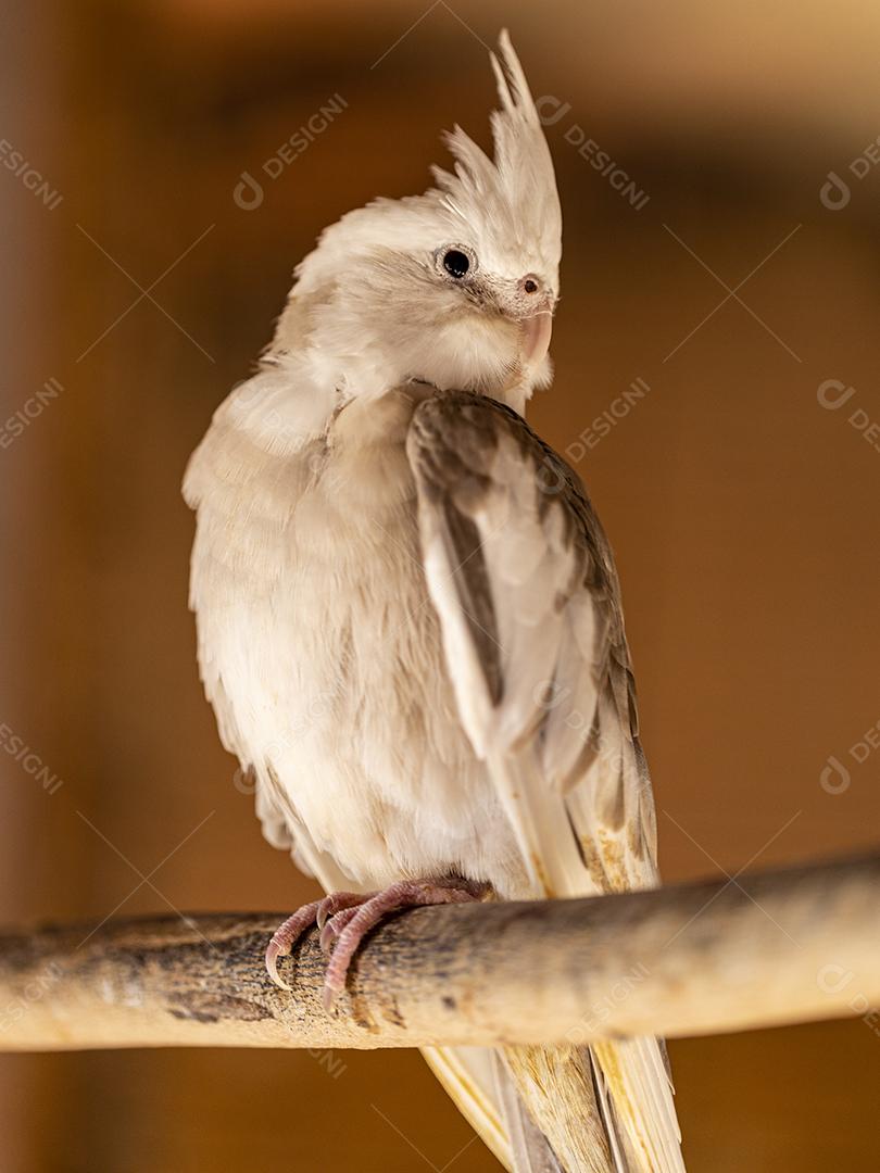 Fotos A calopsita (Nymphicus hollandicus), também conhecida pássaro weiro, ou quarrion